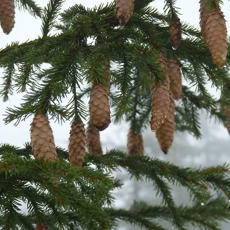 Skiresort Pec Poustevnik 4* Pec pod Sněžkou